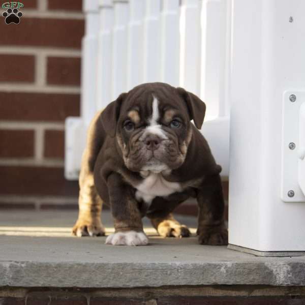 Carter, English Bulldog Puppy